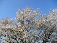 plant-239.jpg plant-239.jpg