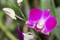 plant-240.jpg plant-240.jpg