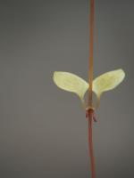 plant-241.jpg plant-241.jpg