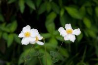 plant-242.jpg plant-242.jpg