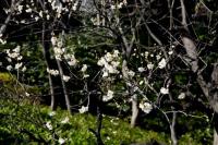 plant-243.jpg plant-243.jpg
