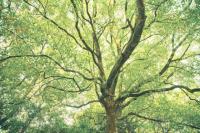 plant-245.jpg plant-245.jpg