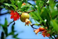 plant-251.jpg plant-251.jpg