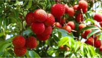 plant-253.jpg plant-253.jpg
