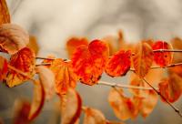 plant-260.jpg plant-260.jpg