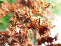 plant-273.jpg plant-273.jpg