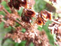 plant-274.jpg plant-274.jpg