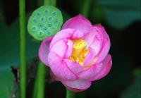 plant-275.jpg plant-275.jpg