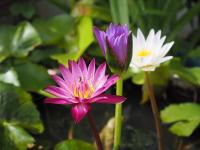 plant-284.jpg plant-284.jpg