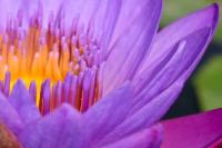 plant-285.jpg plant-285.jpg