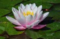 plant-289.jpg plant-289.jpg