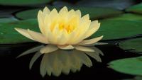 plant-290.jpg plant-290.jpg