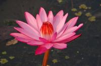 plant-291.jpg plant-291.jpg