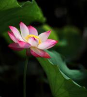 plant-292.jpg plant-292.jpg