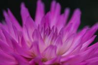 plant-297.jpg plant-297.jpg