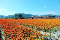 plant-301.jpg plant-301.jpg