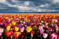 plant-302.jpg plant-302.jpg