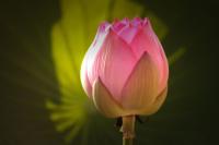 plant-303.jpg plant-303.jpg