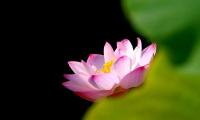 plant-304.jpg plant-304.jpg