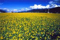 plant-306.jpg plant-306.jpg