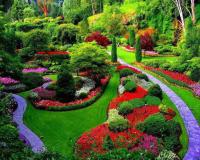 plant-309.jpg plant-309.jpg
