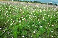 plant-312.jpg plant-312.jpg