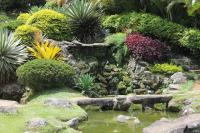plant-315.jpg plant-315.jpg