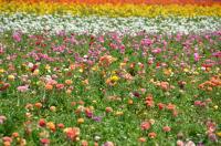 plant-322.jpg plant-322.jpg