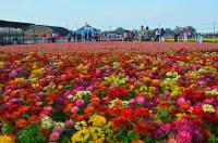 plant-325.jpg plant-325.jpg