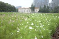 plant-327.jpg plant-327.jpg