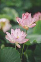 plant-328.jpg plant-328.jpg