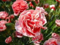 plant-329.jpg plant-329.jpg