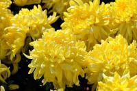 plant-330.jpg plant-330.jpg