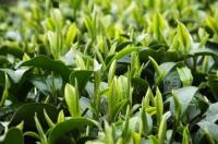 plant-331.jpg plant-331.jpg