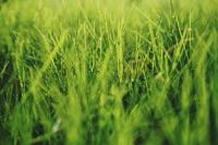 plant-337.jpeg plant-337.jpeg