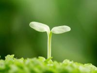 plant-341.jpg plant-341.jpg