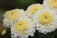 plant-342.jpg plant-342.jpg