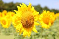plant-057.jpg plant-057.jpg