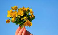 plant-058.jpg plant-058.jpg