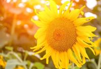 plant-093.jpg plant-093.jpg