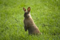 animal-001.jpg animal-001.jpg