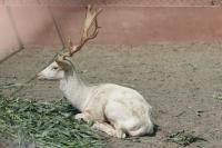 animal-028.jpg animal-028.jpg