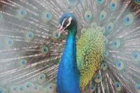 animal-034.jpg animal-034.jpg