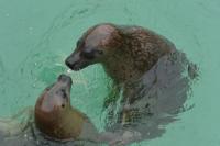 animal-042.jpg animal-042.jpg