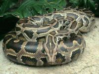 animal-068.jpg animal-068.jpg