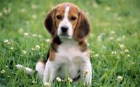 animal-073.jpg animal-073.jpg