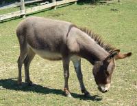 animal-084.jpg animal-084.jpg