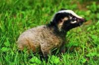 animal-087.jpg animal-087.jpg