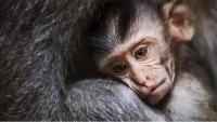 animal-093.jpg animal-093.jpg