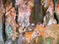 HaveyouevertraveledtotheYellowstoneHotSpringswonderland4.jpg HaveyouevertraveledtotheYellowstoneHotSpringswonderland4.jpg